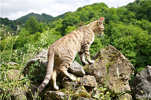 猫,岩石上