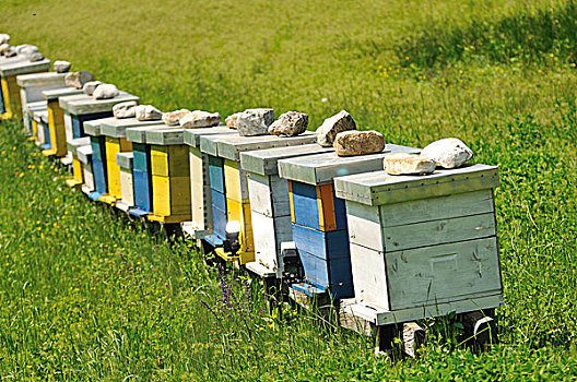 蜜蜂,家,草地,花,翠绿,草,春天