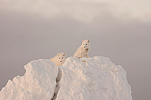 两个,北极狐,黄昏,太阳,大,大块,冰,丘吉尔市,曼尼托巴,加拿大,冬天