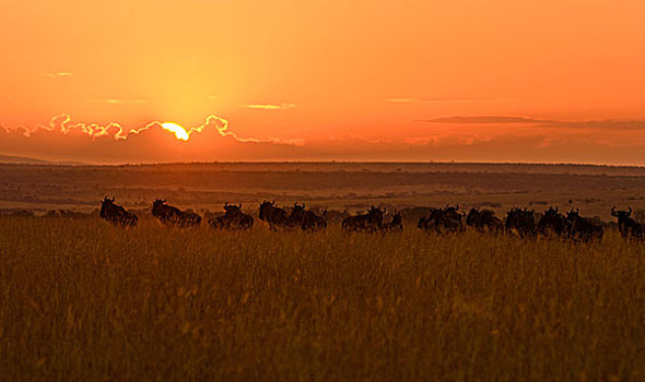 牧群,角马,日出,马赛马拉国家保护区,肯尼亚,非洲