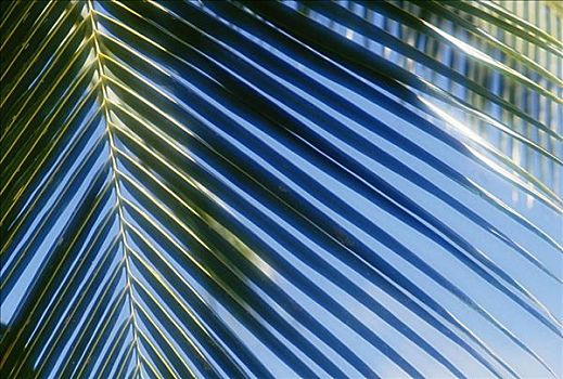 特写,一个,棕榈树,叶子,光线,阳光