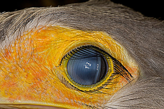 蛇鹫眼睛图片