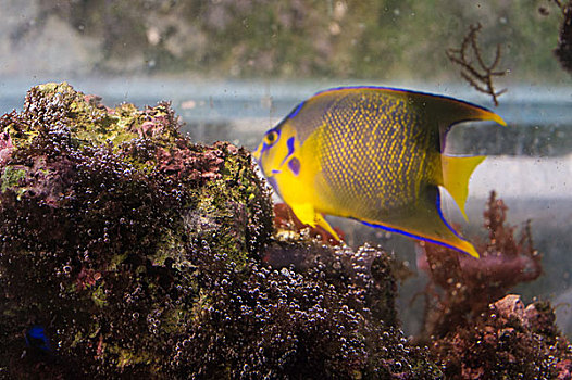 水族花卉