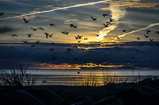 海鸥,逆光,朝日,高处,海滩,石荷州,德国,欧洲