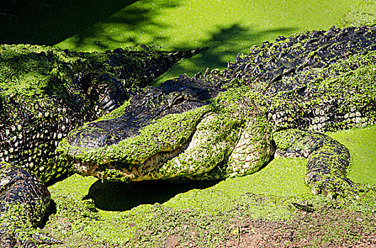 澳大利亚,鳄鱼,公园,大,美国短吻鳄,遮盖,绿色,浮萍