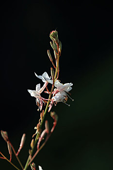 山桃草