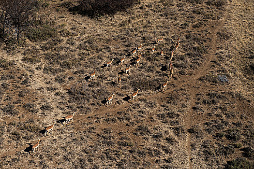 黑斑羚,游戏,牧场,南非