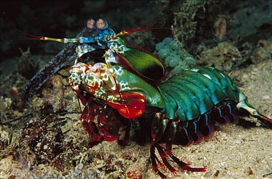 螳螂,虾,脚,深,巴布亚新几内亚