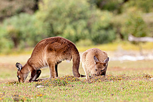 西部灰袋鼠,澳大利亚