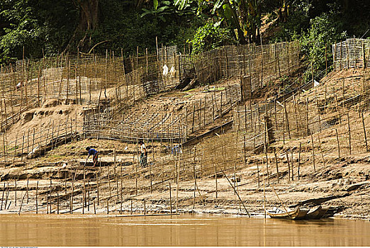 耕作,湄公河,老挝
