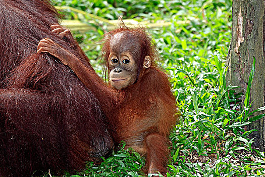 猩猩,年轻,母兽,新加坡,亚洲