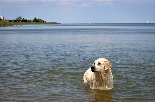 拉布拉多犬,深,景色,湾,看,左边