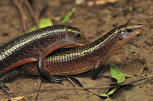 蜥蜴,安卡拉那特别保护区,北方,马达加斯加