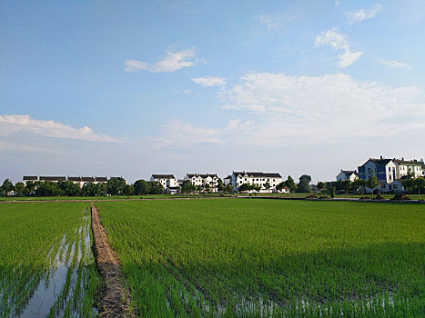 水乡稻田,田园风光,夏日乡村