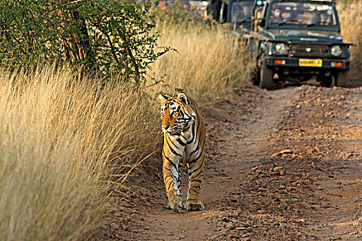 虎,走,正面,旅游,交通工具,伦滕波尔国家公园,拉贾斯坦邦,印度,亚洲