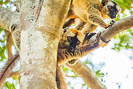 madagascar马达加斯加贝马拉哈国家公园狐猴在树上