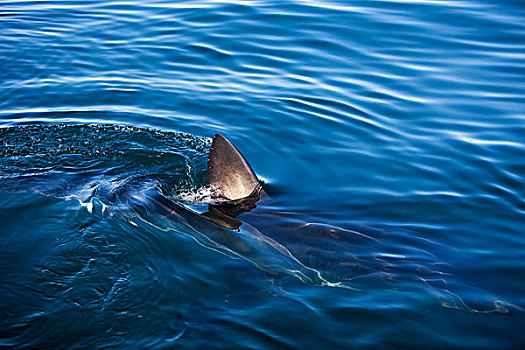 大白鲨,沙鲨属,鳍,水面,福尔斯湾,南非