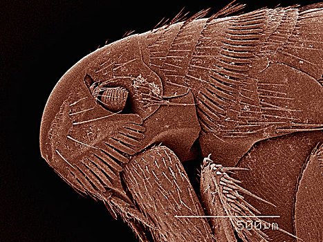 电子显微扫描图,头部,跳蚤