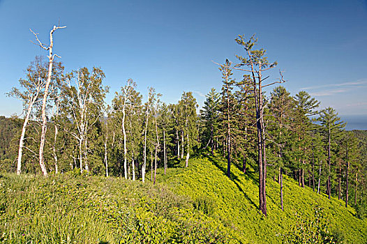 针叶林带,北方针叶林,贝加尔湖,西伯利亚,俄罗斯联邦,欧亚大陆