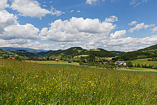 春天,草地,山谷,靠近,卡林西亚,奥地利,欧洲