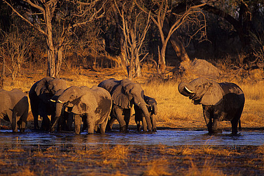 博茨瓦纳,奥卡万戈三角洲,莫瑞米,野生动植物保护区,大象,牧群,喝