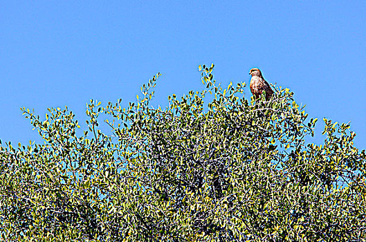 纳米比亚,埃托沙国家公园,猎鹰