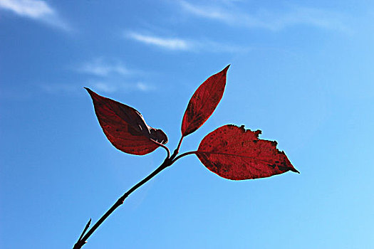 秋,艳秋,红叶
