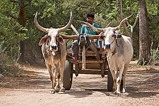 牛,拖车,途中,拉贾斯坦邦,印度,亚洲