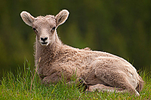 大角羊,羊羔,休息,土地,班芙国家公园,艾伯塔省,加拿大