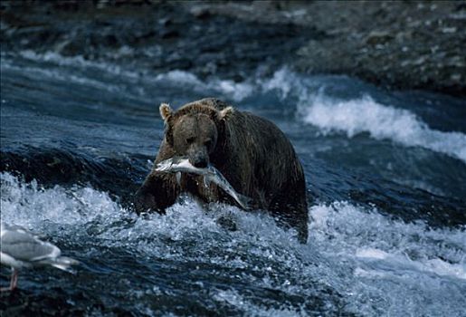 棕熊,捕鱼,溪流,抓住,三文鱼,罐,宽,脸,科迪亚克熊,阿拉斯加,美国