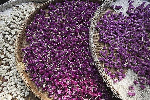 苋属植物,花,市场,曼谷,泰国