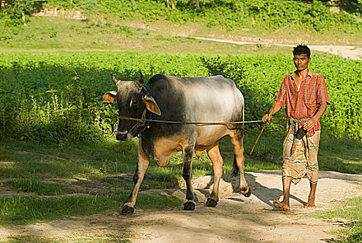 农民,走,母牛,地点,乡村,孟加拉,六月,2007年