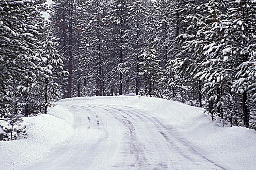 冰,道路,积雪,松树,树林,布莱斯峡谷国家公园,犹他