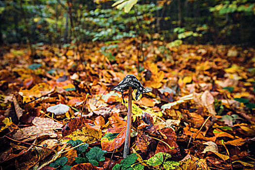 蘑菇,秋叶,树林,秋天,漂亮,秋色