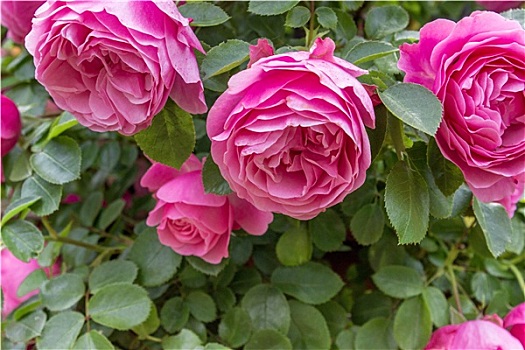 花园,粉色,玫瑰
