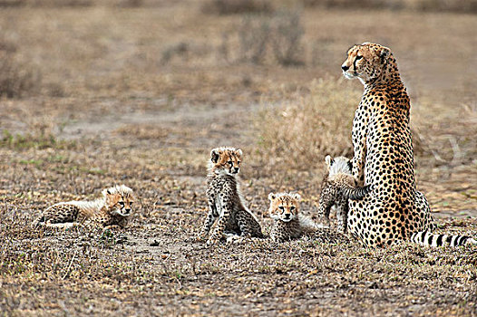 印度豹,女性,四个,幼兽,塞伦盖蒂,坦桑尼亚,非洲