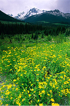 黄色,猴子,花,海岸山脉,不列颠哥伦比亚省,加拿大
