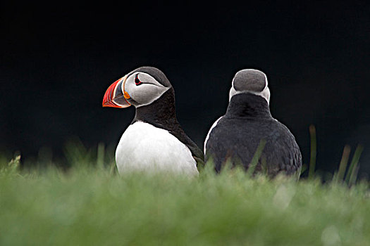 两个,角嘴海雀,北极,岛屿,冰岛,欧洲