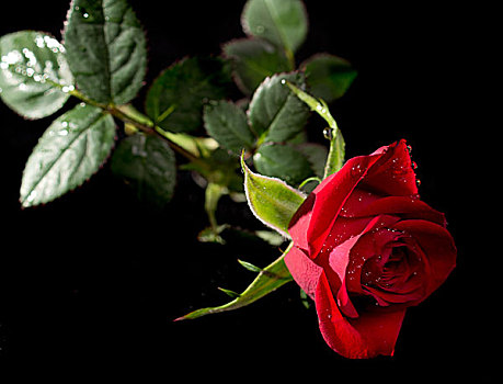 红玫瑰,隔绝,黑色背景
