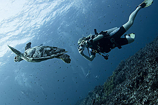 水下视角,海龟,潜水者,斯米兰,国家级保护区,安达曼海,泰国