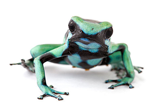 蓝色,毒物,青蛙,国家公园,哥斯达黎加