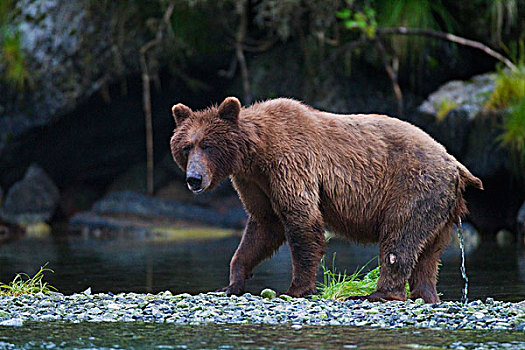 棕熊,走,河边,小便,威廉王子湾,阿拉斯加,夏天