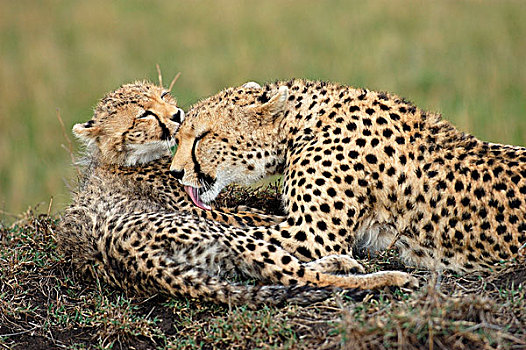 印度豹,母兽,幼兽,舔,相互,马赛马拉,肯尼亚,非洲