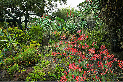 植物园,帕萨迪纳,加利福尼亚,美国