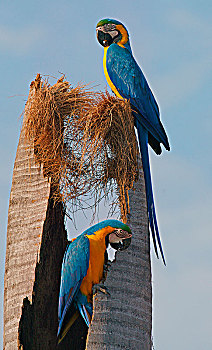 蓝黄金刚鹦鹉,黄蓝金刚鹦鹉,树干,死,棕榈树,潘塔纳尔,巴西,南美