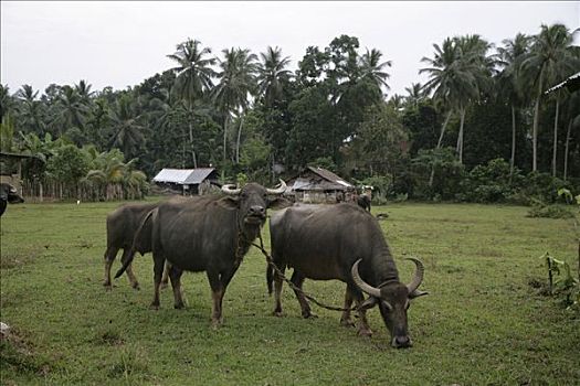 水牛,绿色,斯里兰卡,亚洲