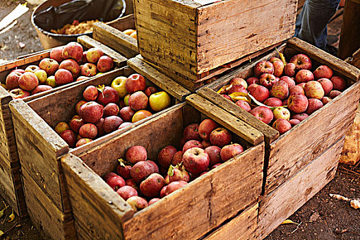 板条箱,苹果,果园