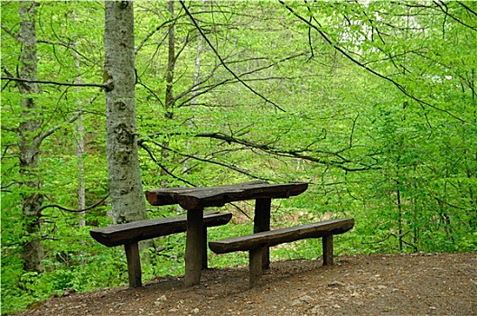 长椅,树林