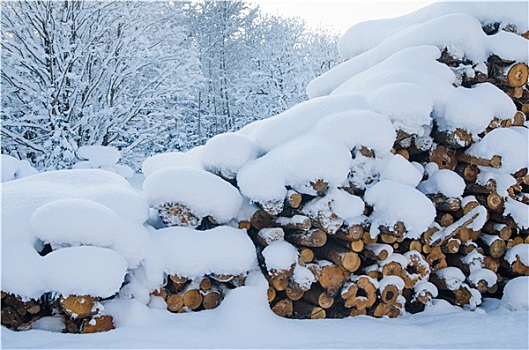 切削,原木,冬天,木头
