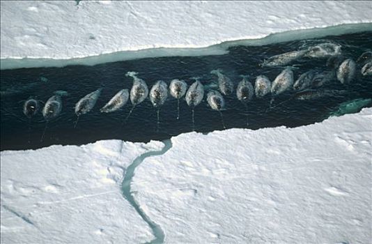 独角鲸,一角鲸,群,冰,巴芬岛,加拿大